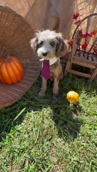 Zebra Cake, a male Miniature Aussiedoodle for sale in Evensville, TN – 9 of 9