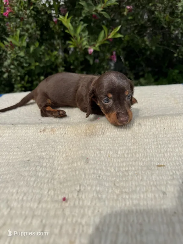 Sadie – Miniature Dachshund puppy for sale in Evensville, TN