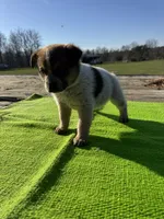 Felix, a male Australian Cattle Dog for sale in Evensville, TN – Photo 3 of 8