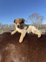 Felix, a male Australian Cattle Dog for sale in Evensville, TN – Photo 7 of 8