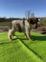 Felix, a male Australian Cattle Dog for sale in Evensville, TN – Photo 5 of 8