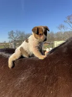 Felix, a male Australian Cattle Dog for sale in Evensville, TN – Photo 8 of 8
