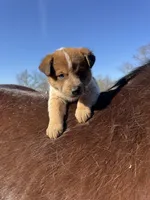 Felix, a male Australian Cattle Dog for sale in Evensville, TN – Photo 6 of 8
