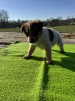 Felix, a male Australian Cattle Dog for sale in Evensville, TN – Photo 4 of 8