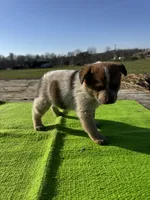Felix, a male Australian Cattle Dog for sale in Evensville, TN – Photo 1 of 8