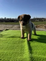Felix, a male Australian Cattle Dog for sale in Evensville, TN – Photo 2 of 8