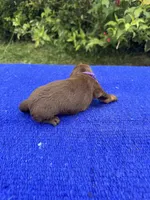 Izzy, a female Miniature Dachshund for sale in Evensville, TN – 6 of 8