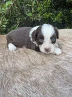 Brody, a male Miniature Aussiedoodle for sale in Evensville, TN – 5 of 7