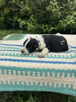 Harley, a female Australian Cattle Dog for sale in Evensville, TN – 7 of 9