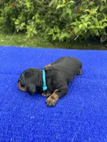Abby, a female Miniature Dachshund for sale in Evensville, TN – 5 of 8