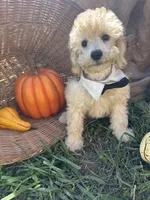 Creek, a male Miniature Schnauzer and Poodle - Miniature  for sale in Evensville, TN – 2 of 7