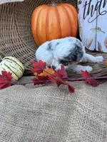 Noble, a male Schnoodle and Poodle - Miniature  for sale in Evensville, TN – 3 of 7