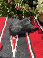 Richie, a male Schnoodle for sale in Evensville, TN – 6 of 9