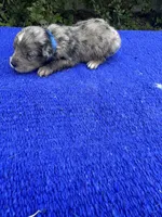 Snickerdoodle, a male Miniature Aussiedoodle for sale in Evensville, TN – 4 of 9