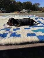 Candycorn, a female Miniature Dachshund for sale in Evensville, TN – 6 of 6