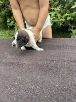 Knox, a female Australian Cattle Dog for sale in Evensville, TN – 9 of 10