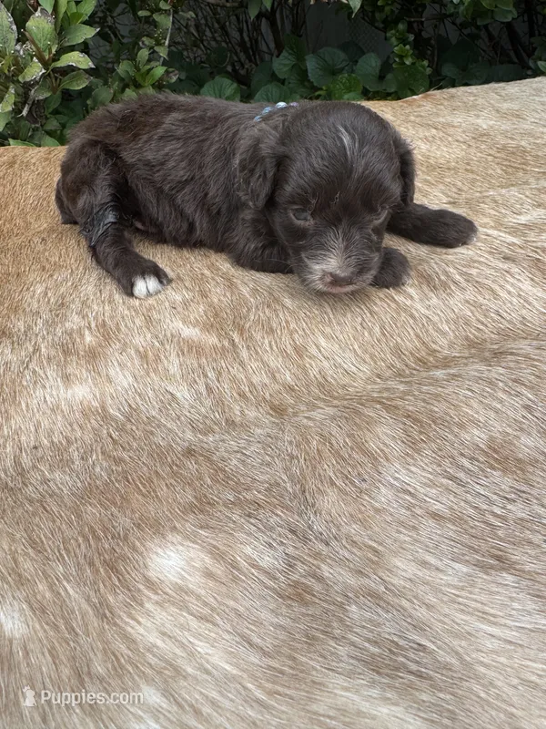 Alara – Miniature Aussiedoodle puppy for sale in Evensville, TN