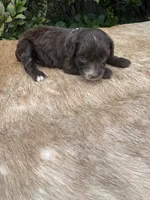 Alara, a female Miniature Aussiedoodle for sale in Evensville, TN – 1 of 6