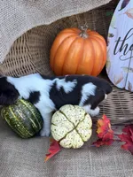 Nessie, a female English Springer Spaniel for sale in Evensville, TN – 8 of 9