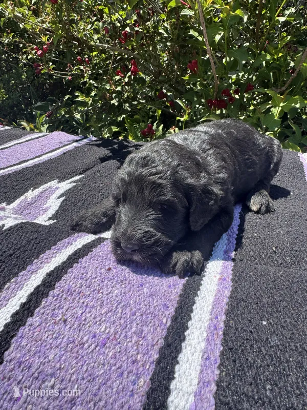 Iris – Sheepadoodle puppy for sale in Evensville, TN