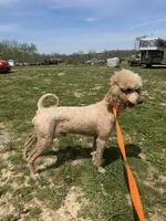 Flash, a male Poodle - Standard  for sale in Evensville, TN – Photo 2 of 5