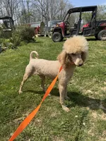 Flash, a male Poodle - Standard  for sale in Evensville, TN – Photo 3 of 5