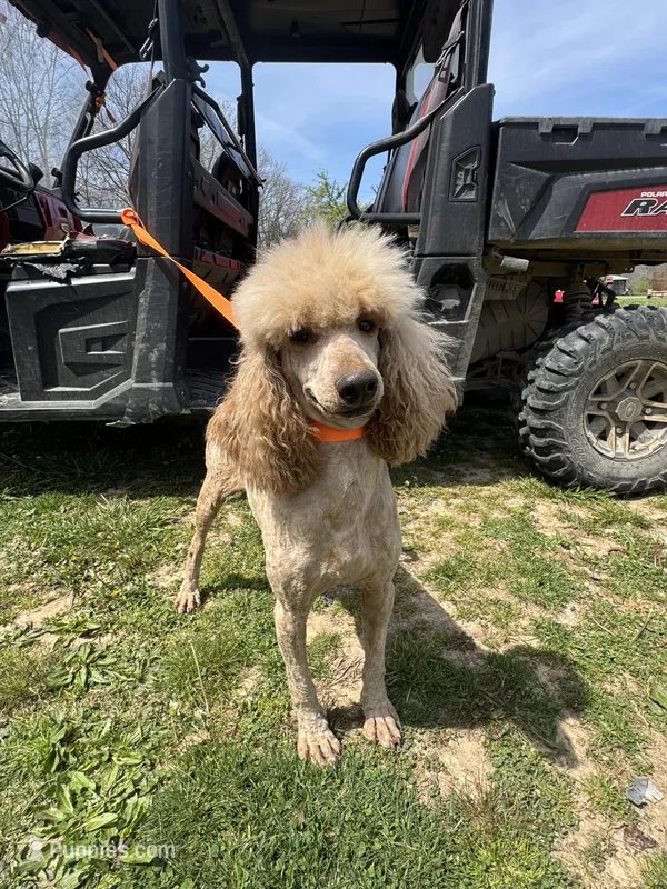 Flash – Poodle - Standard  puppy for sale in Evensville, TN