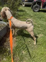 Flash, a male Poodle - Standard  for sale in Evensville, TN – Photo 4 of 5