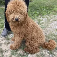 Flash, a male Poodle - Standard  for sale in Evensville, TN – Photo 5 of 5
