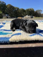 Nacho, a male Giant Schnauzer for sale in Evensville, TN – 1 of 6