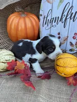 Nessie, a female English Springer Spaniel for sale in Evensville, TN – 3 of 9