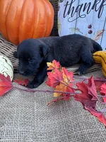 Primm, a female Labradoodle for sale in Evensville, TN – 8 of 8