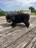Nutty Buddy, a male Miniature Aussiedoodle for sale in Evensville, TN – 5 of 7