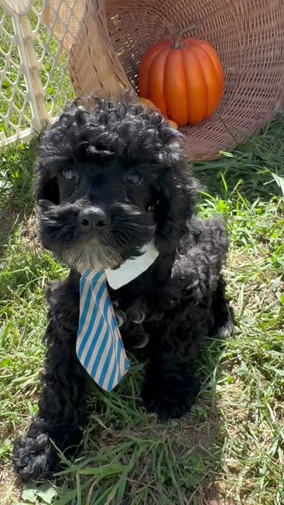 Ocean, a male Miniature Schnauzer and Poodle - Miniature  for sale in Evensville, TN – 8 of 8