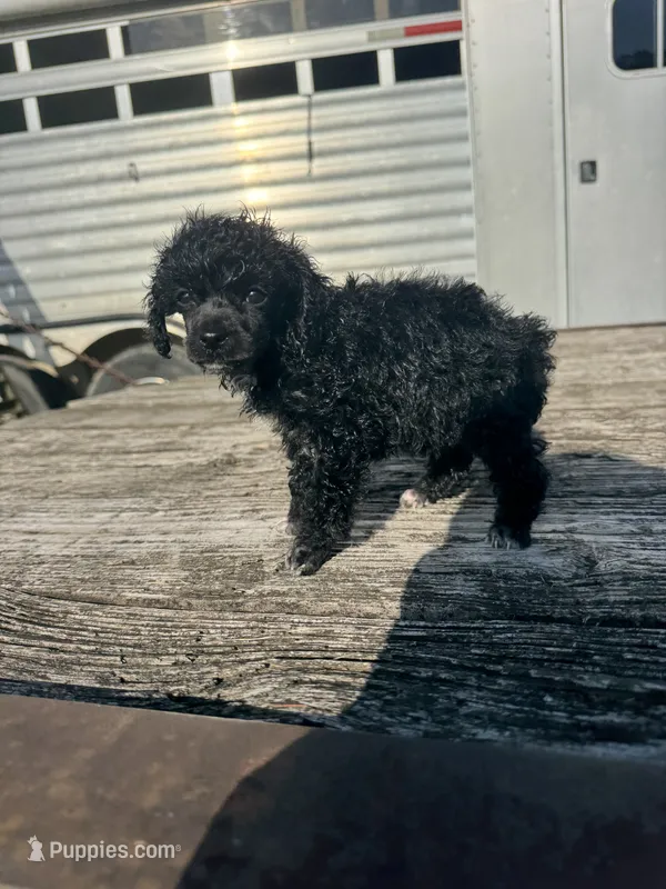 Daliha – Poodle - Miniature  puppy for sale in Evensville, TN