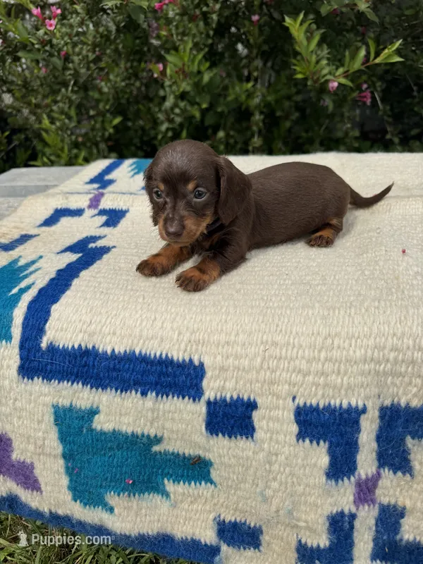 Izzy – Miniature Dachshund puppy for sale in Evensville, TN