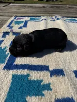 Dorito, a male Giant Schnauzer for sale in Evensville, TN – 8 of 9