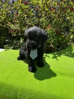 Blackbird, a male Giant Schnauzer for sale in Evensville, TN – 5 of 8