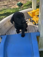 Halo, a male Labrador Retriever for sale in Evensville, TN – Photo 6 of 9