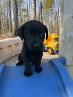 Halo, a male Labrador Retriever for sale in Evensville, TN – Photo 3 of 9