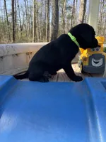 Halo, a male Labrador Retriever for sale in Evensville, TN – Photo 7 of 9