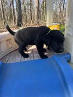 Halo, a male Labrador Retriever for sale in Evensville, TN – Photo 9 of 9