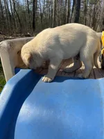 Bingo, a male Labrador Retriever for sale in Evensville, TN – Photo 7 of 9