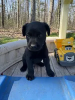 Halo, a male Labrador Retriever for sale in Evensville, TN – Photo 2 of 9