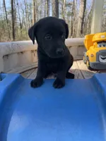 Halo, a male Labrador Retriever for sale in Evensville, TN – Photo 4 of 9