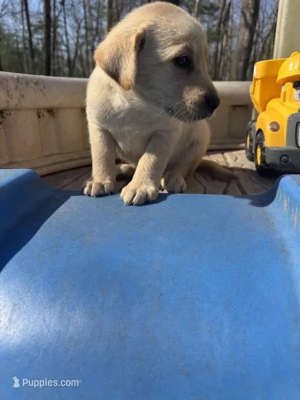 Bingo, a male Labrador Retriever for sale in Evensville, TN – Photo 1 of 9