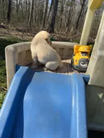 Bingo, a male Labrador Retriever for sale in Evensville, TN – Photo 6 of 9