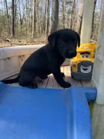 Halo, a male Labrador Retriever for sale in Evensville, TN – Photo 8 of 9