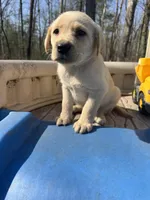 Bingo, a male Labrador Retriever for sale in Evensville, TN – Photo 3 of 9