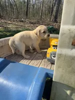 Bingo, a male Labrador Retriever for sale in Evensville, TN – Photo 5 of 9